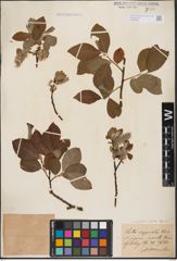 Foto von Salix aurita L. x Salix caprea L.
